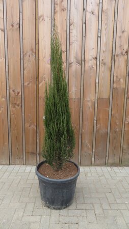 JUNIPERUS scopulorum 'Blue Arrow'