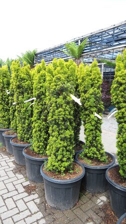 TAXUS baccata 'Fastigiata Aurea'