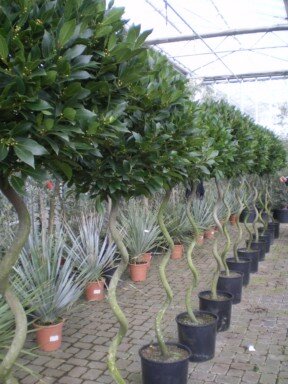 LAURUS nobilis Spiral Stem