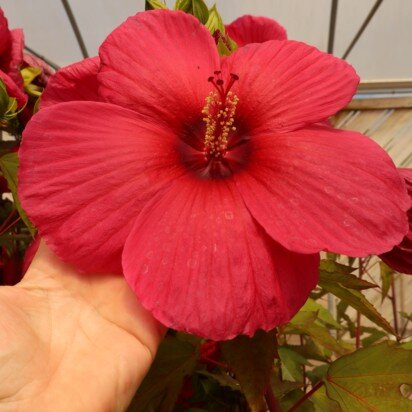 HIBISCUS moscheutos 'Planet Griotte'