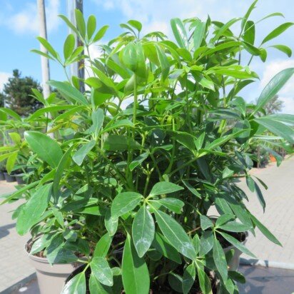 SCHEFFLERA alpina 'Mountain Gem'