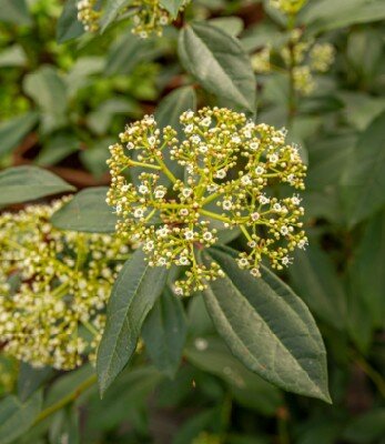 VIBURNUM davidii 'Yin'