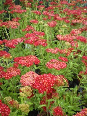 ACHILLEA 'Desert Eve Deep Rose'