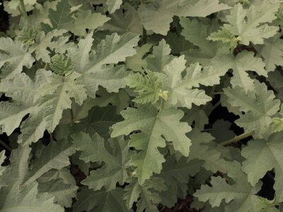 FICUS afghanistanica 'Silvery Lyre'