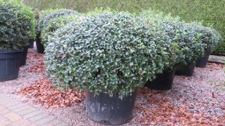 OSMANTHUS x burkwoodii - image 1