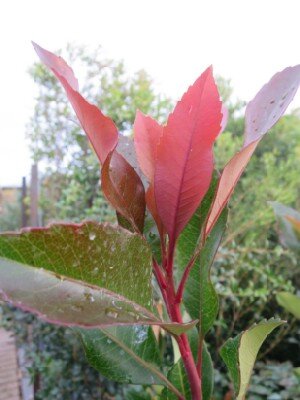 ERIOBOTRYA 'Coppertone'