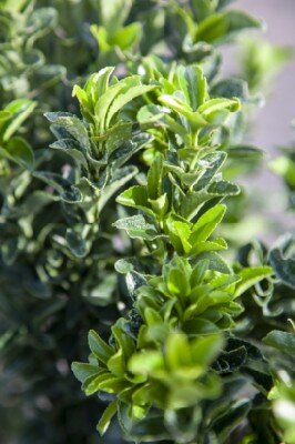 EUONYMUS japonicus 'Benkomasaki'