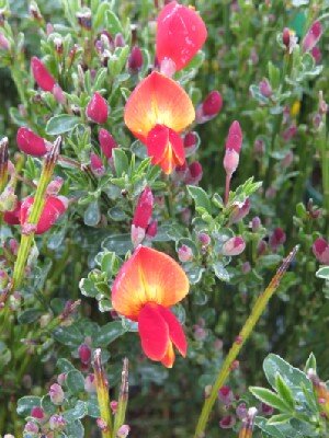 CYTISUS 'Lena'