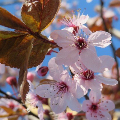 PRUNUS cerasifera 'Nigra'