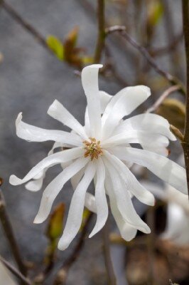 MAGNOLIA stellata