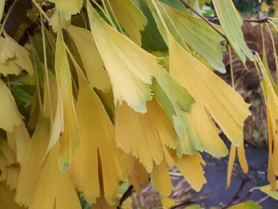GINKGO biloba 'Saratoga'