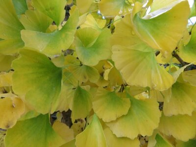GINKGO biloba 'Fastigiata Blagon'