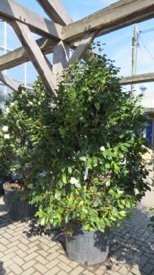 CAMELLIA japonica 'Madame Lourmand'