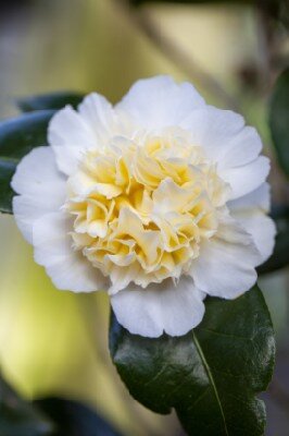 CAMELLIA x williamsii 'Jury's Yellow'