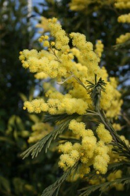 ACACIA dealbata