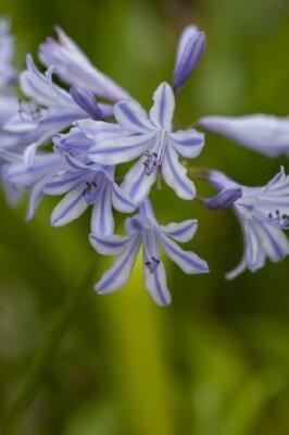 AGAPANTHUS 'Blue Storm' - image 1