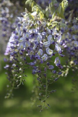 WISTERIA floribunda 'Domino' - image 2