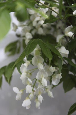 WISTERIA brachybotrys 'Shiro-kapitan' - image 2
