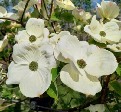 CORNUS 'Eddie's White Wonder'
