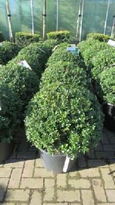 ILEX crenata 'Maxima'