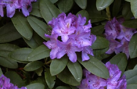 RHODODENDRON 'Catawbiense Boursault'