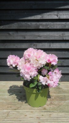 RHODODENDRON 'Silberwolke'