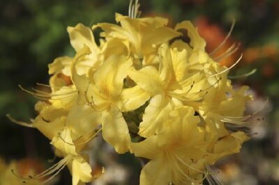 AZALEA 'Anneke' - image 2