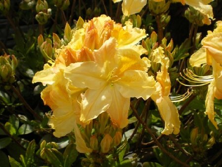 AZALEA 'Harvest Moon' - image 1