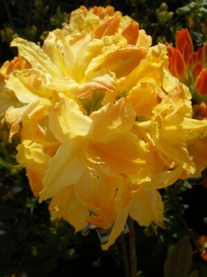 AZALEA 'Harvest Moon' - image 2