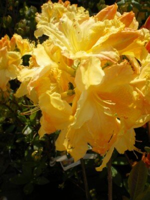 AZALEA 'Harvest Moon' - image 3