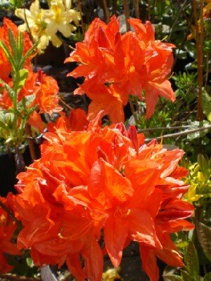 AZALEA 'Satan' - image 2