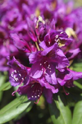 RHODODENDRON 'Elsie Straver'