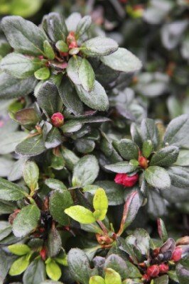 AZALEA 'Luzi'