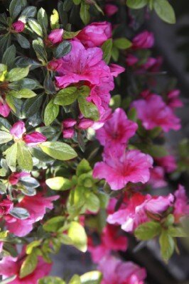 AZALEA 'Madame Galle' - image 2