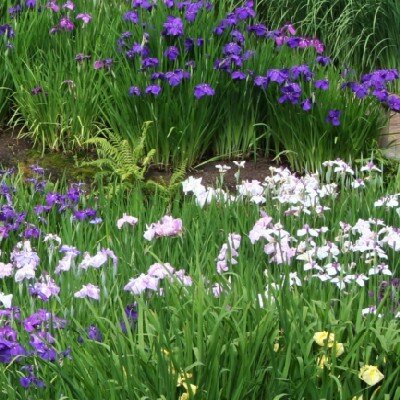 IRIS ensata