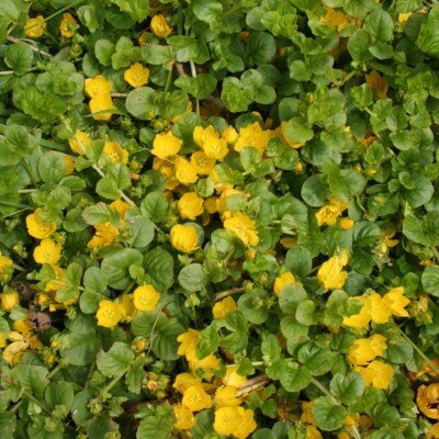 LYSIMACHIA nummularia
