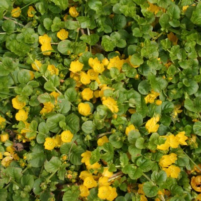 LYSIMACHIA nummularia