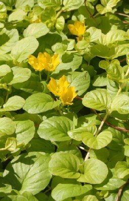 LYSIMACHIA nummularia 'Aurea'