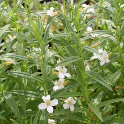 GRATIOLA officinalis