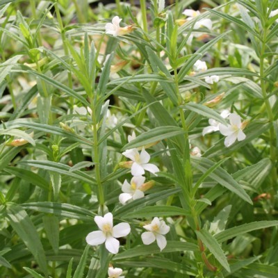 GRATIOLA officinalis
