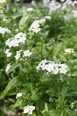 MYOSOTIS scorpioides 'Alba'