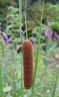 TYPHA angustifolia