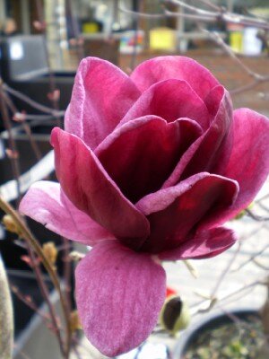 MAGNOLIA 'Genie'