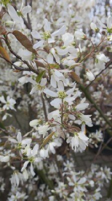 AMELANCHIER canadensis - image 3