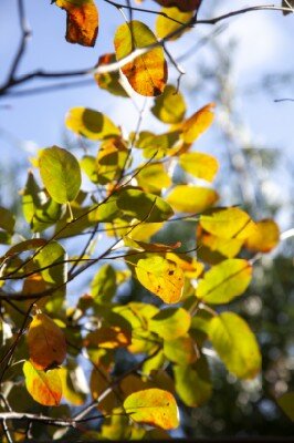 AMELANCHIER canadensis - image 2