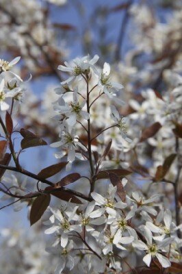 AMELANCHIER canadensis - image 3