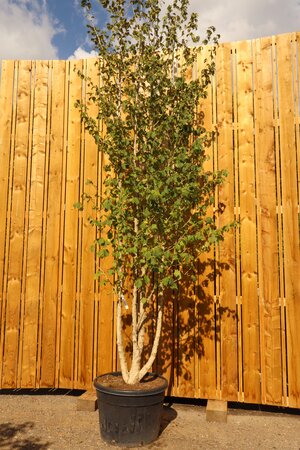 CORYLUS colurna - image 1