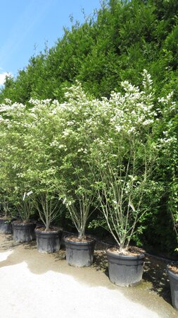 LIGUSTRUM ibota