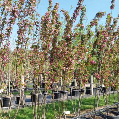 MALUS 'Van Eseltine'