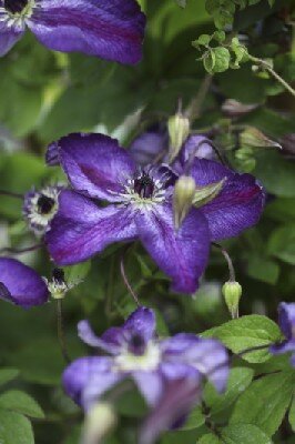 CLEMATIS 'Venosa Violacea'
